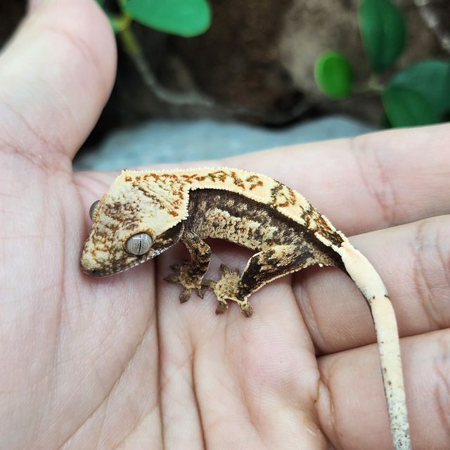 익스트림할리퀸