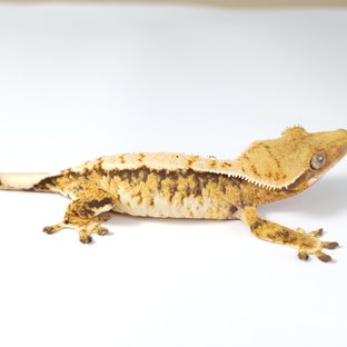 노멀 트라이 드리피