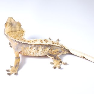 노멀 트라이 드리피 화이트스팟