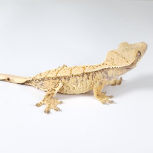 노멀 트라이 드리피 화이트스팟