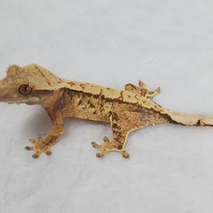 노멀 트라이 화이트스팟