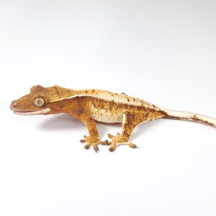 노멀 트라이 드리피 화이트스팟 텐저린