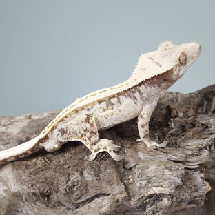 노멀 트라이 드리피 화이트스팟 풀핀