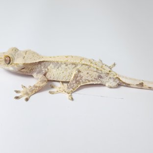 노멀 트라이 드리피 화이트스팟