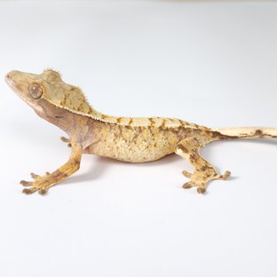 노멀 트라이 드리피 화이트스팟