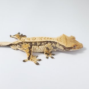 노멀 트라이 드리피 화이트스팟