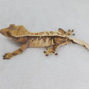 노멀 트라이 화이트스팟