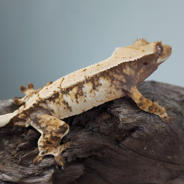 노멀 트라이 드리피 화이트스팟