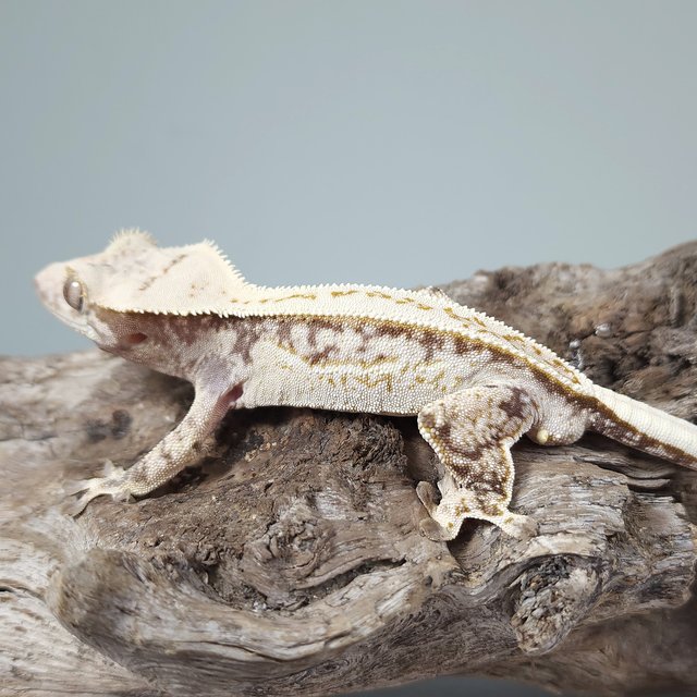 노멀 트라이 드리피 화이트스팟 풀핀