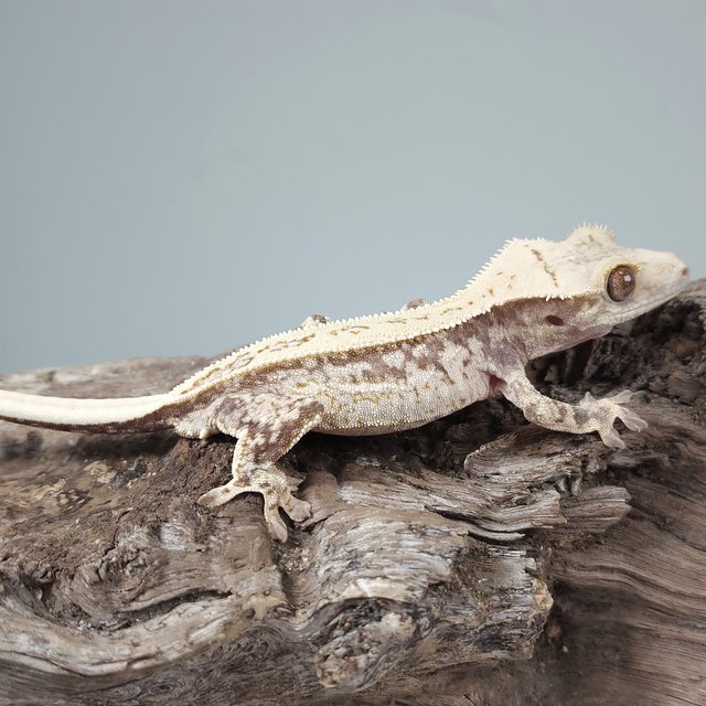 노멀 트라이 드리피 화이트스팟 풀핀