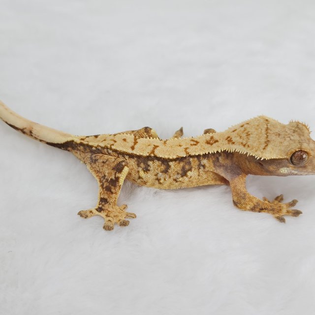 노멀 트라이 화이트스팟