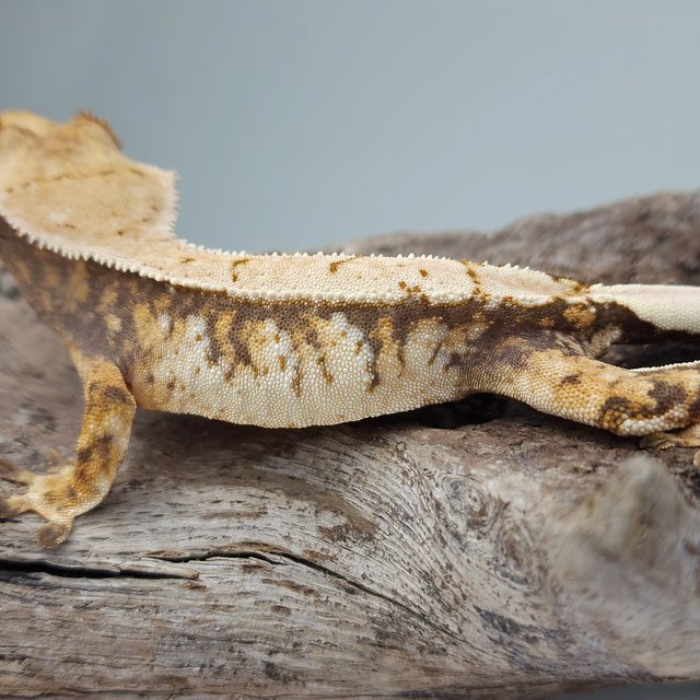 노멀 트라이 드리피 화이트스팟