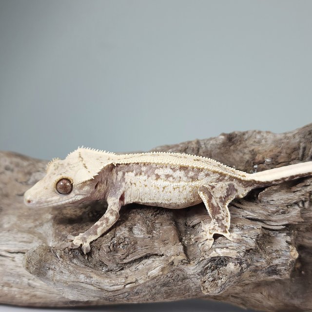 노멀 트라이 드리피 화이트스팟 풀핀