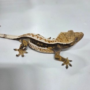 노멀 트라이 핀스트라이프