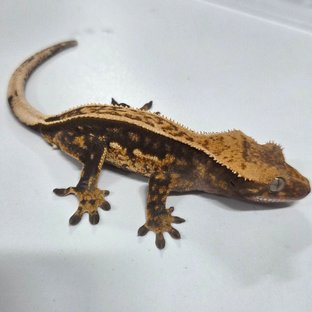 100%헷아잔틱 트라이 핀스트라이프