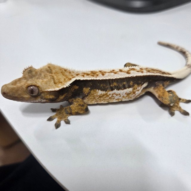 노멀 트라이 핀스트라이프