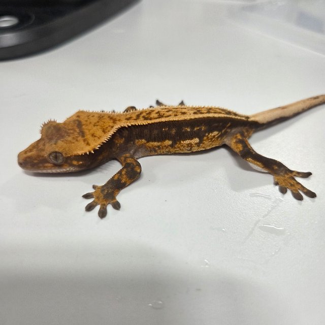 100%헷아잔틱 트라이 핀스트라이프