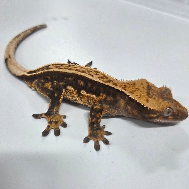 100%헷아잔틱 트라이 핀스트라이프