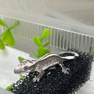 오사카