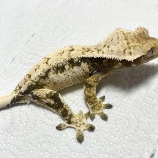 크림