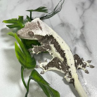 오레오