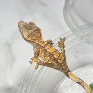 토피넛