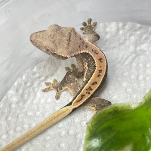 바닐라