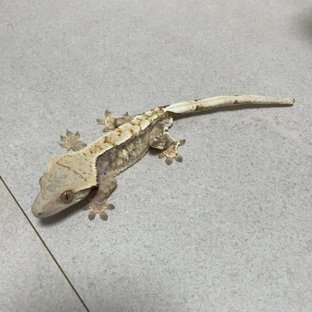 노멀 트라이 드리피 화이트핀