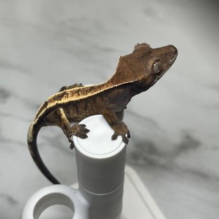 세이블