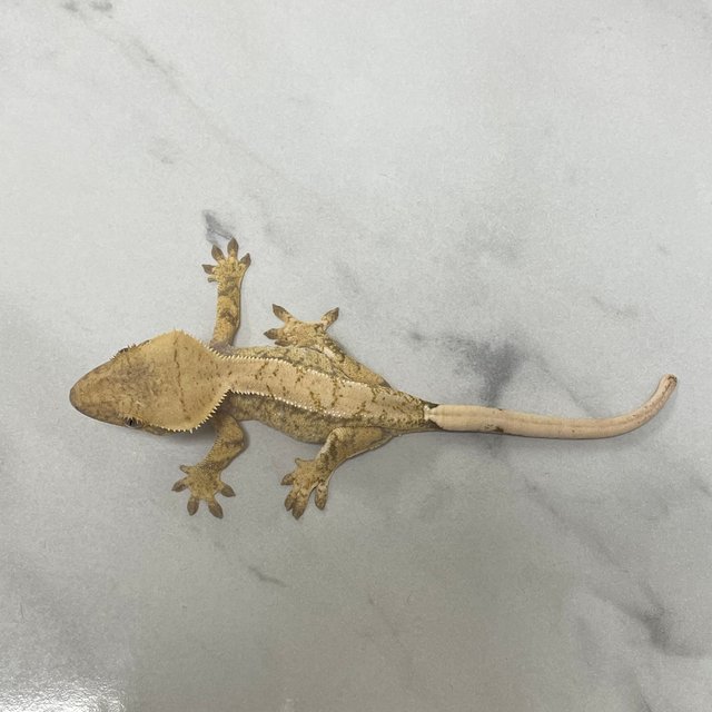 노멀 화이트스팟 화이트핀