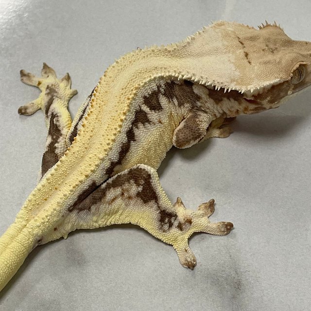 릴리화이트 드리피 풀핀 솔리드백