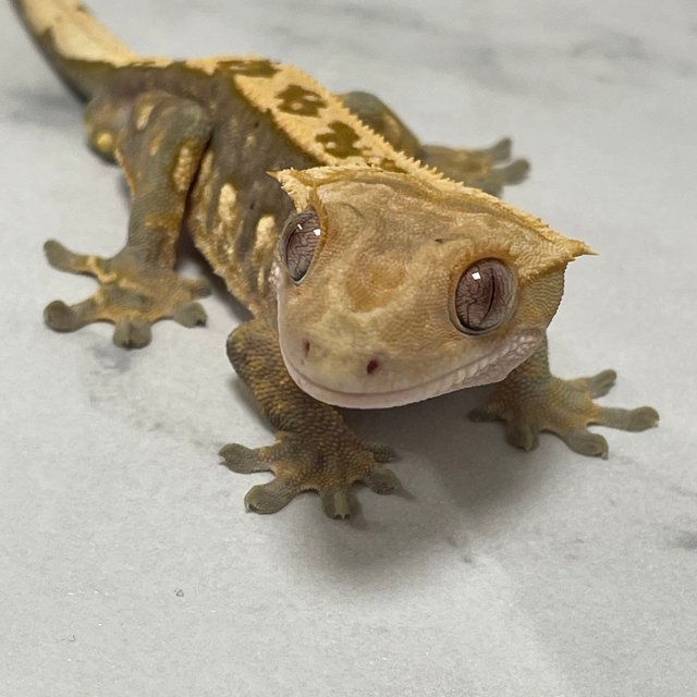 노멀 쿼드 다크 화이트포트홀