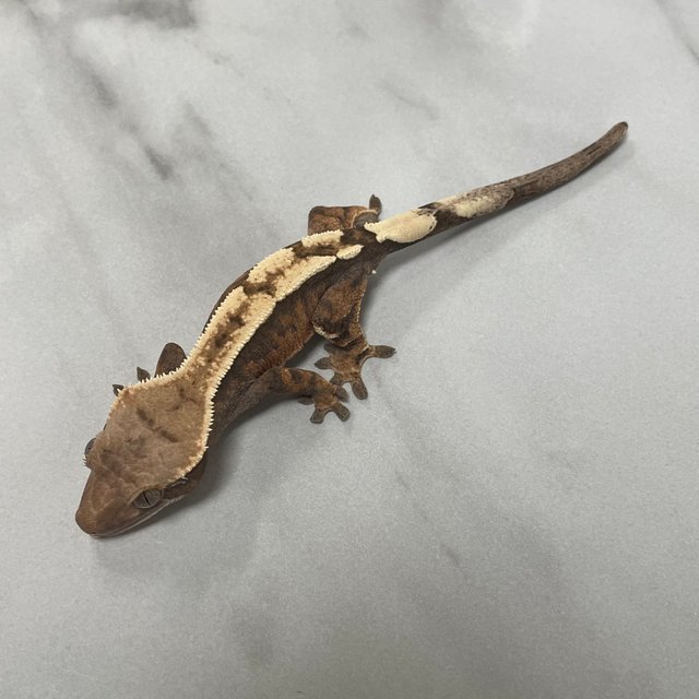 100%헷아잔틱 세이블