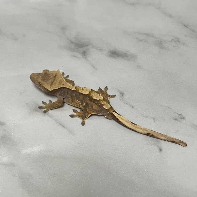 100%헷아잔틱 화이트스팟