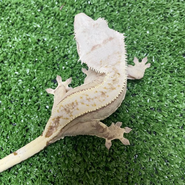 노멀 풀핀 크림 크림시클 화이트스팟