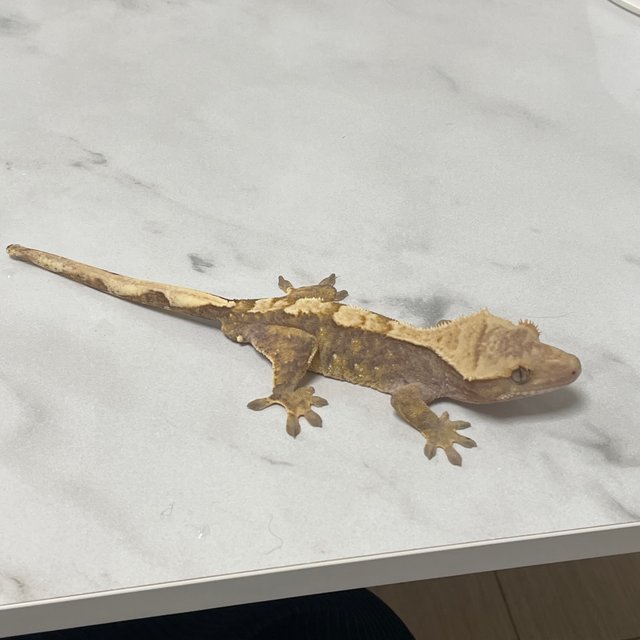 100%헷아잔틱 화이트스팟