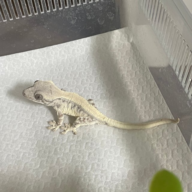 릴리 세이블 솔리드백 드리피 화이트스팟 풀핀