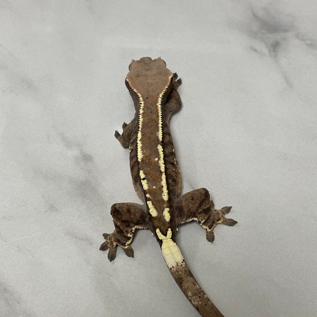 카푸치노 화이트포트홀 화이트스팟