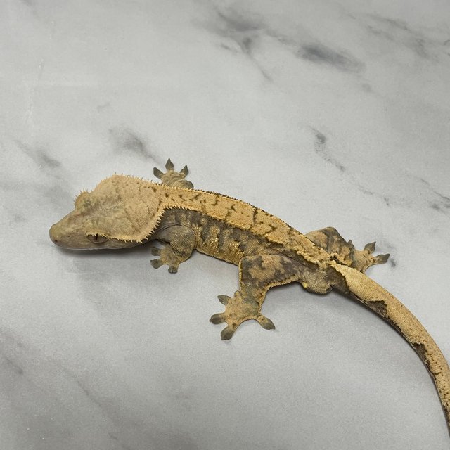 노멀 트라이 익스트림할리퀸 화이트스팟