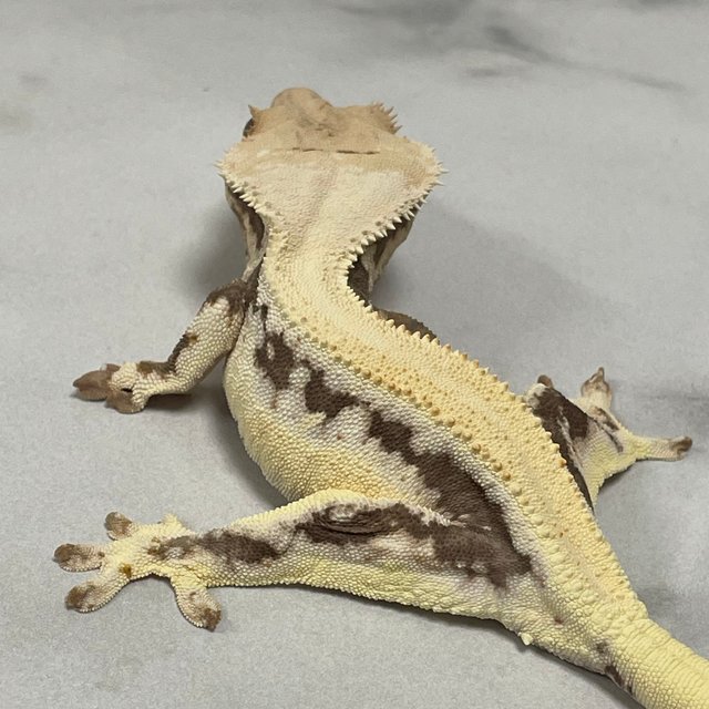 릴리화이트 드리피 풀핀 솔리드백