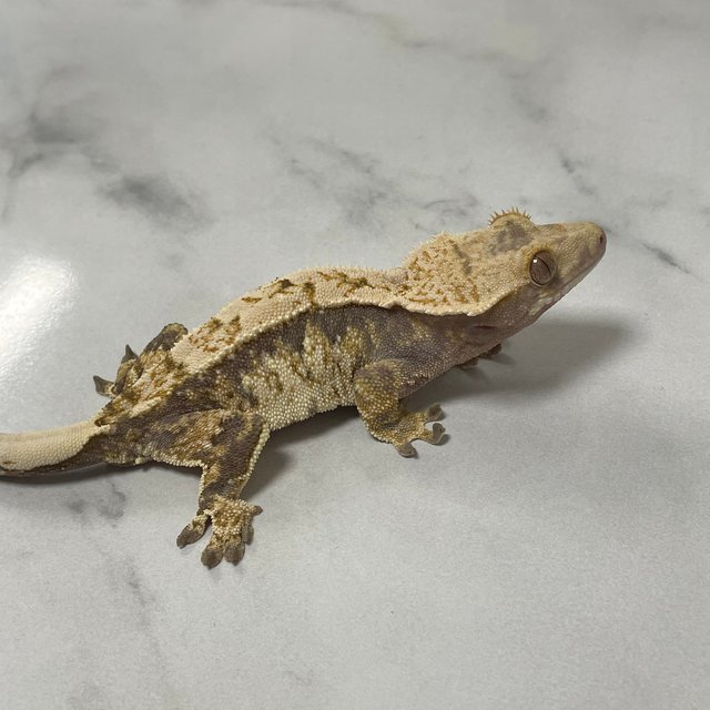 노멀 트라이 익스트림할리퀸 화이트스팟