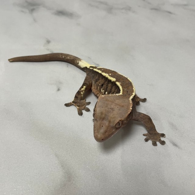 카푸치노 화이트포트홀 화이트스팟