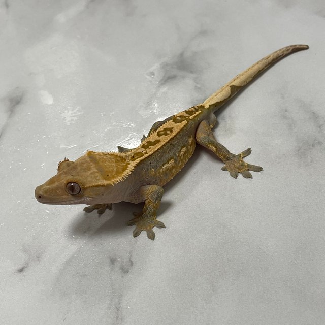 노멀 쿼드 다크 화이트포트홀