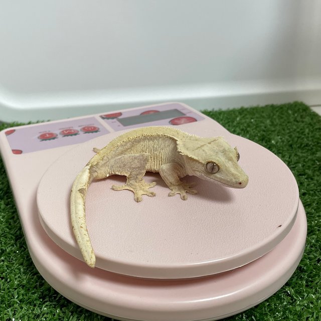 솔리드백 옐로우 트라이 화이트스팟 드리피