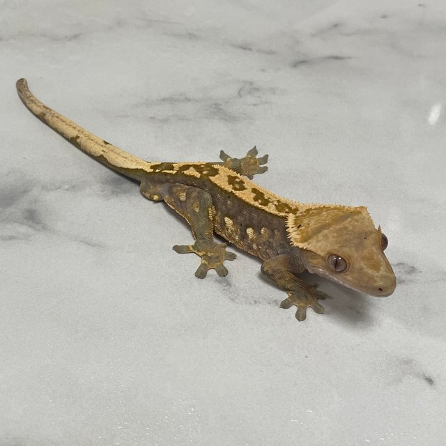 노멀 쿼드 다크 화이트포트홀