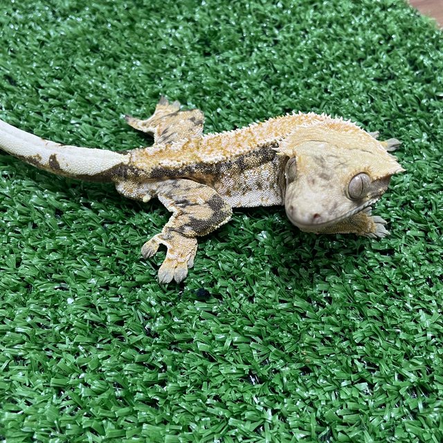 트라이 익스트림할리퀸 화이트스팟 화이트핀 화이트포트홀