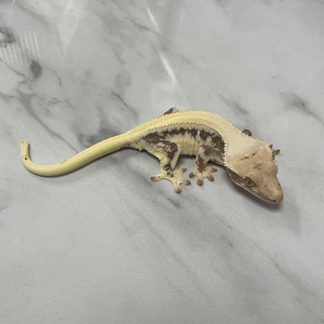 릴리화이트 드리피 풀핀 솔리드백