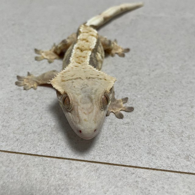 노멀 트라이 드리피 화이트핀