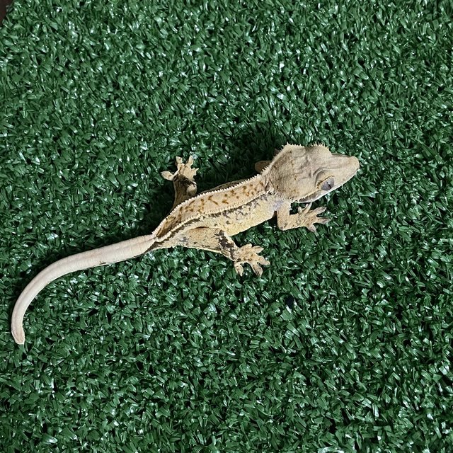 노멀 풀핀 화이트스팟