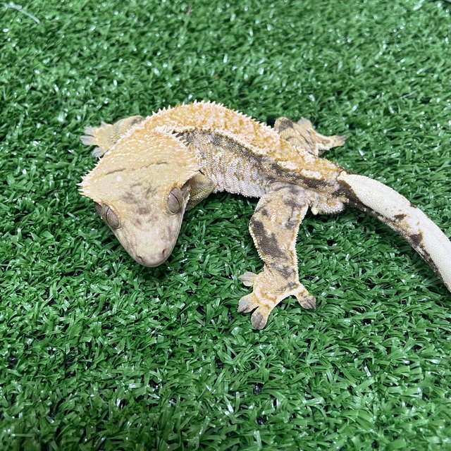 트라이 익스트림할리퀸 화이트스팟 화이트핀 화이트포트홀